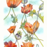 "Poppies", ink & watercolor, Contact: jyritchie03@aol.com